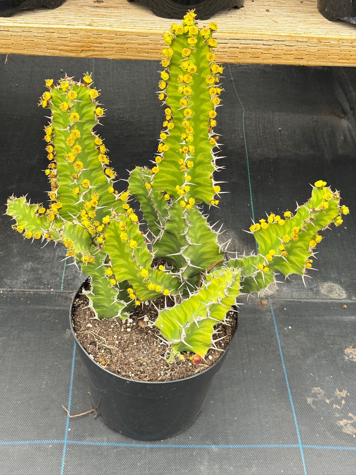 Euphorbia zig-zag