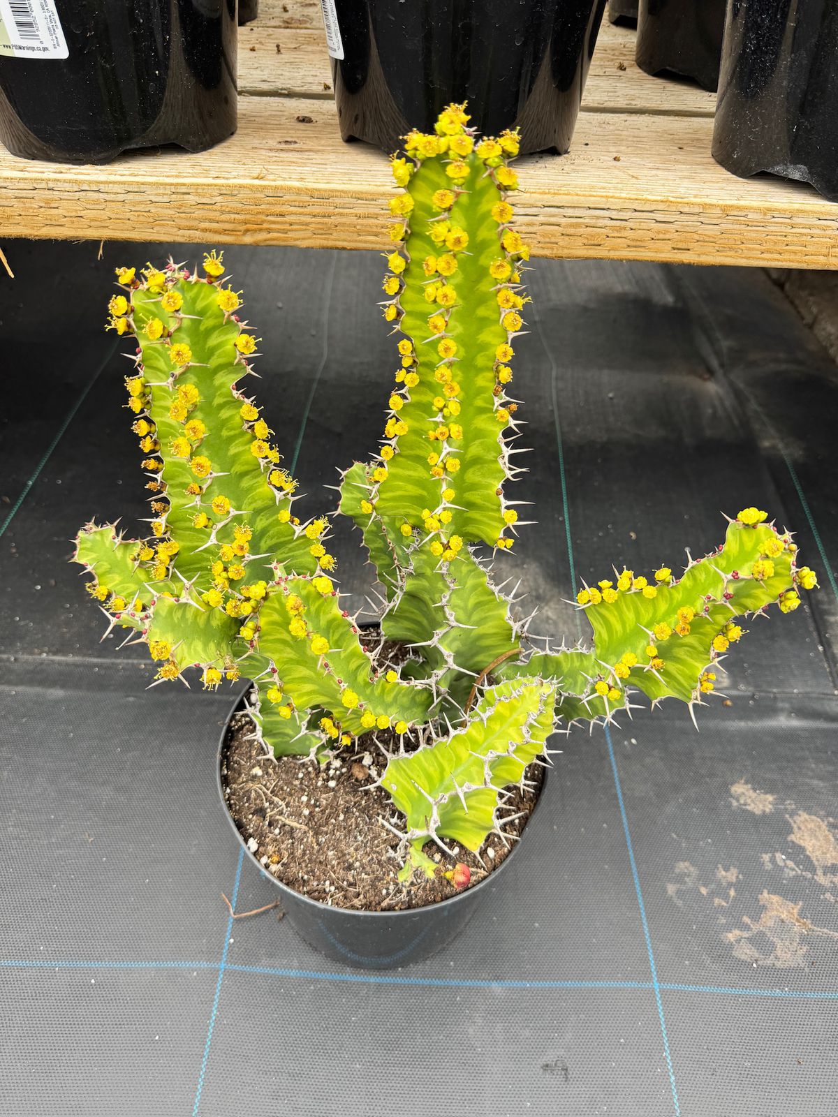 Euphorbia zig-zag