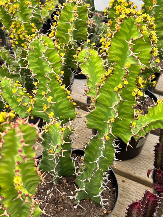 Euphorbia zig-zag