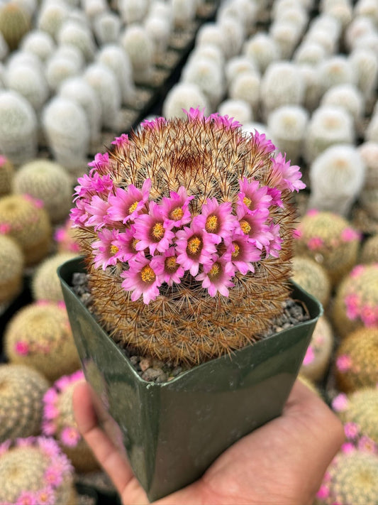 Mammillaria Laui v. Subducta