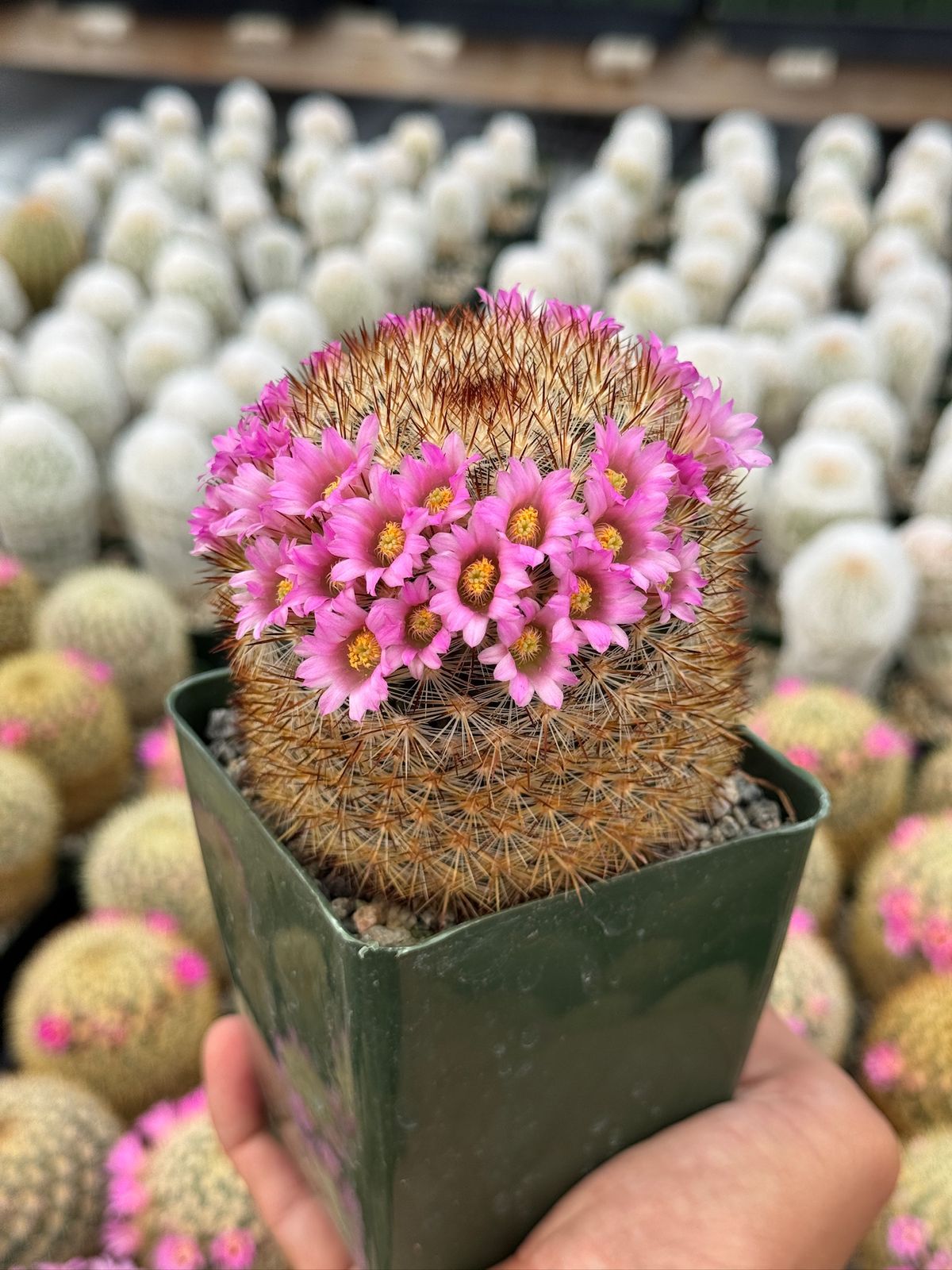 Mammillaria Laui v. Subducta