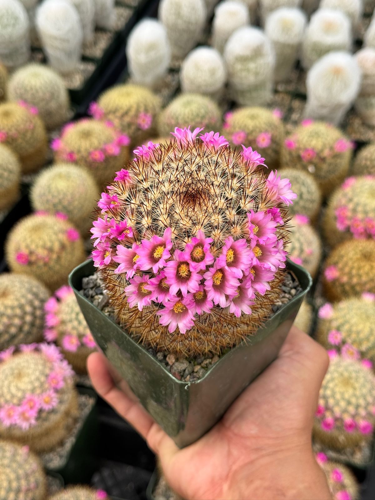Mammillaria Laui v. Subducta