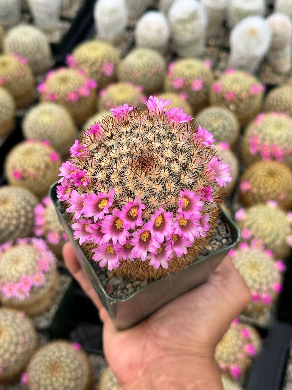 Mammillaria Laui v. Subducta