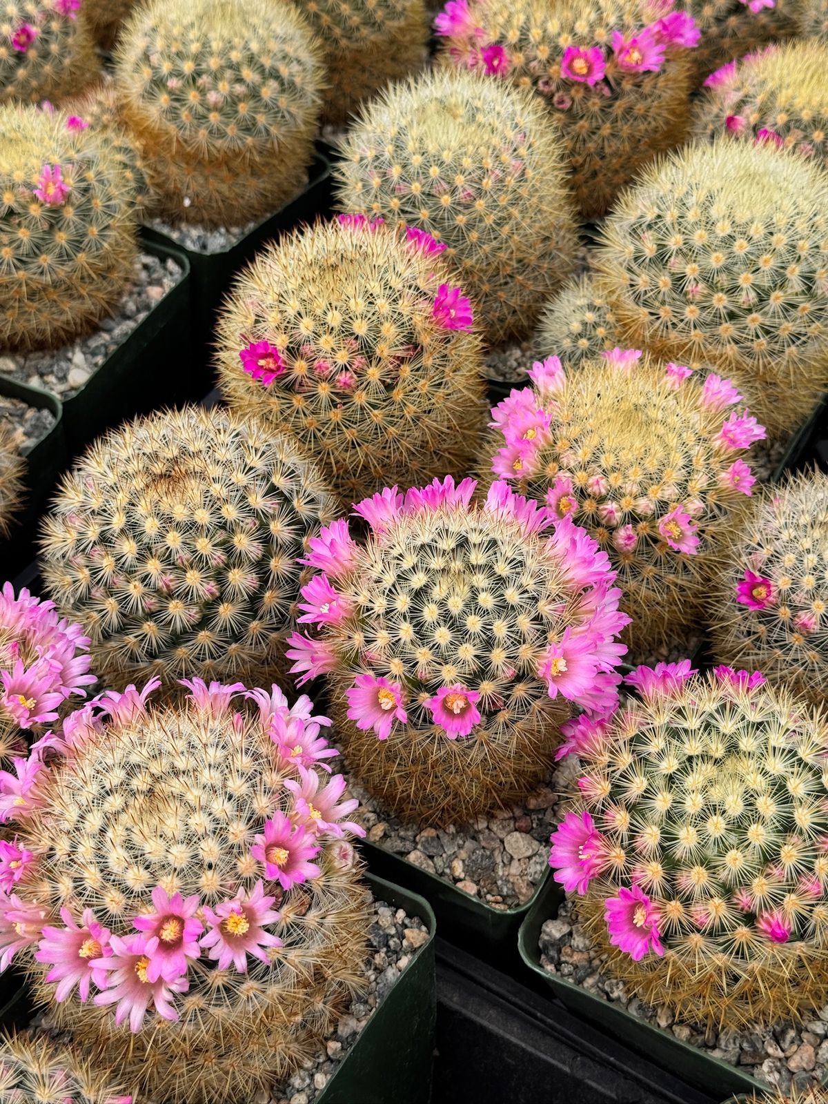 Mammillaria Laui v. Subducta