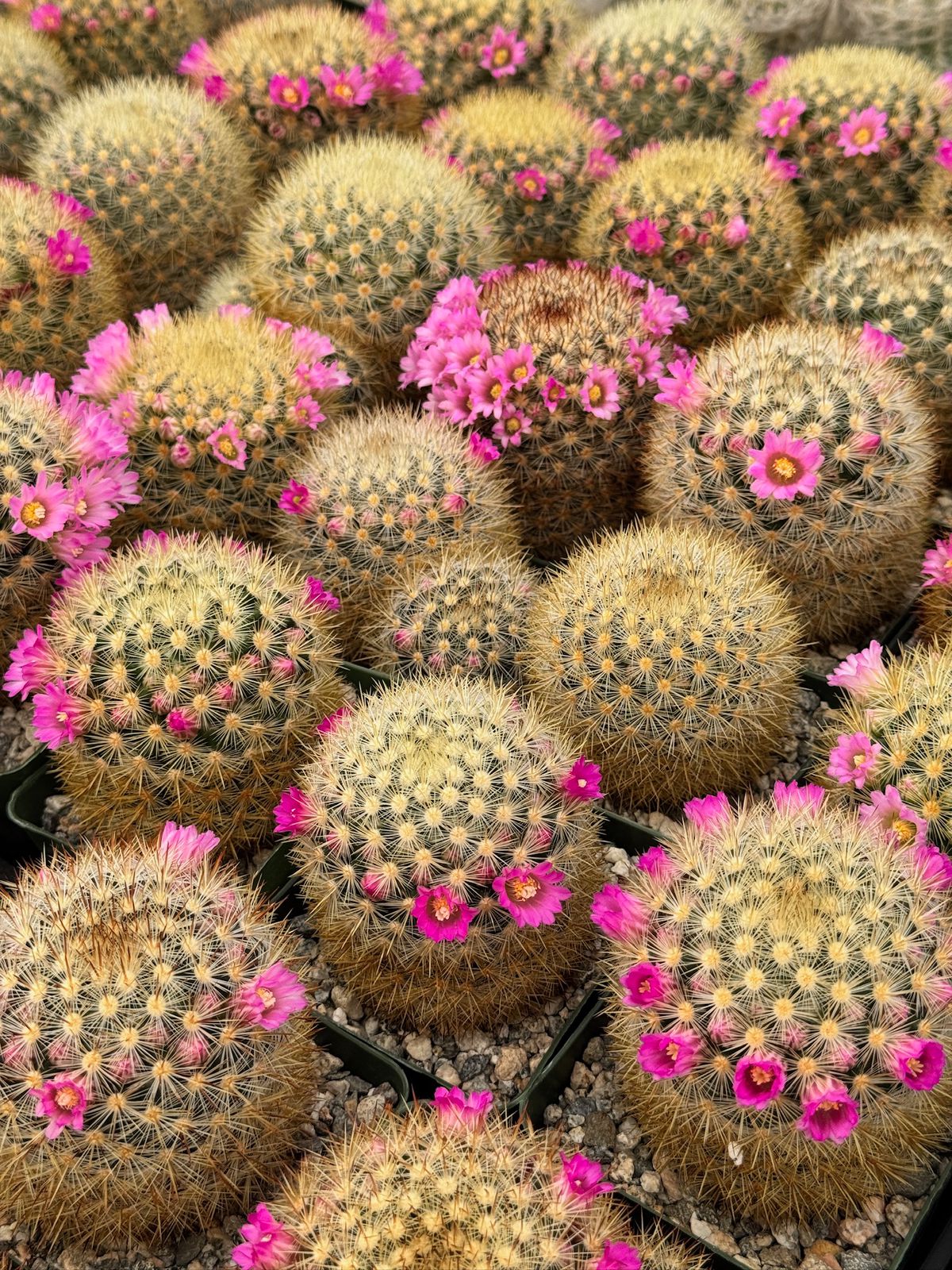 Mammillaria Laui v. Subducta