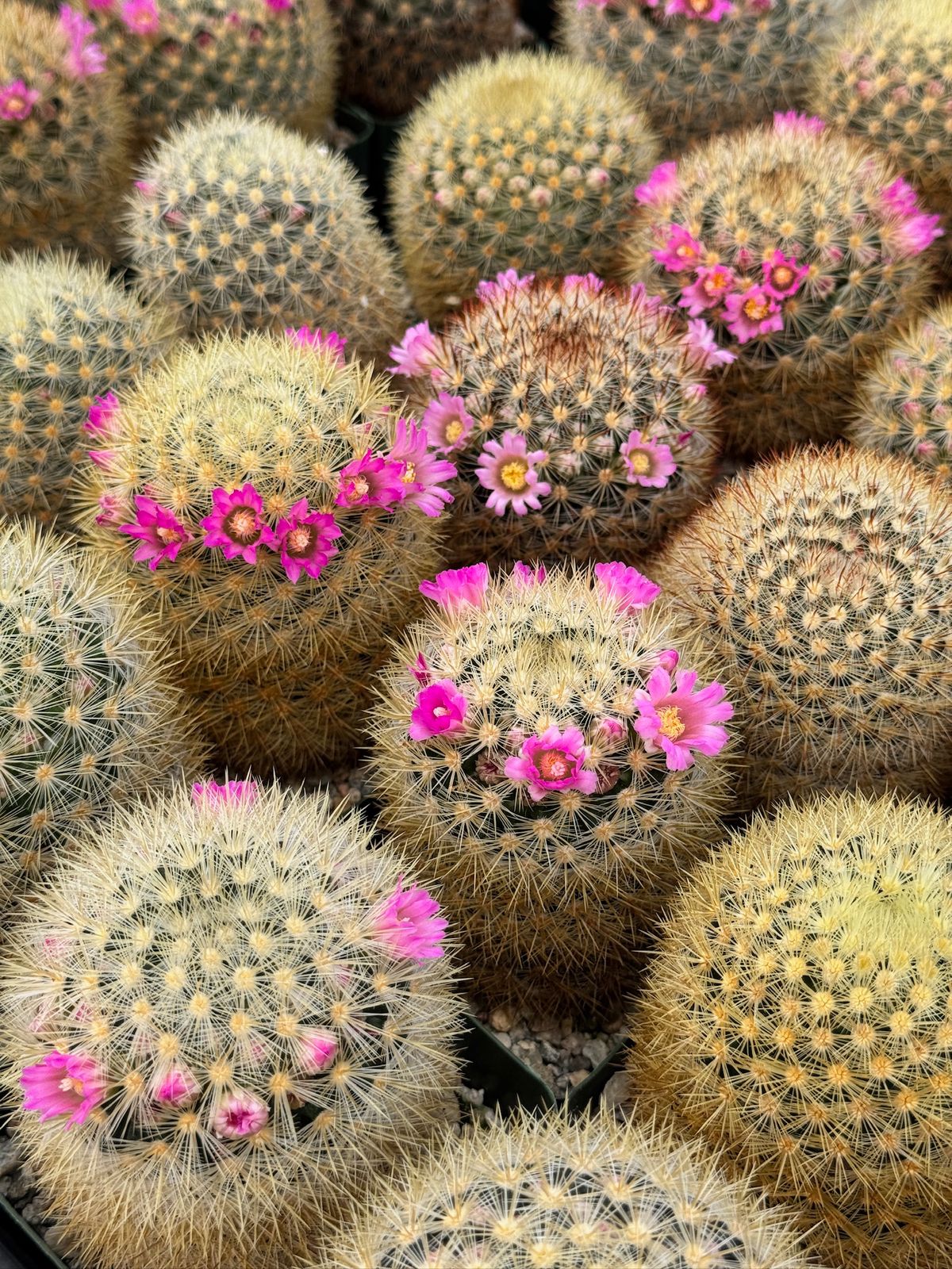 Mammillaria Laui v. Subducta