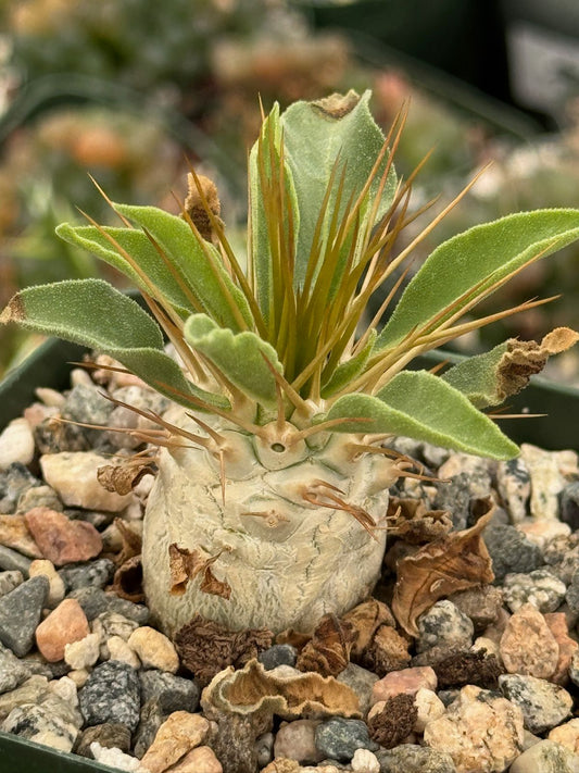 Pachypodium Namaquanum 4”
