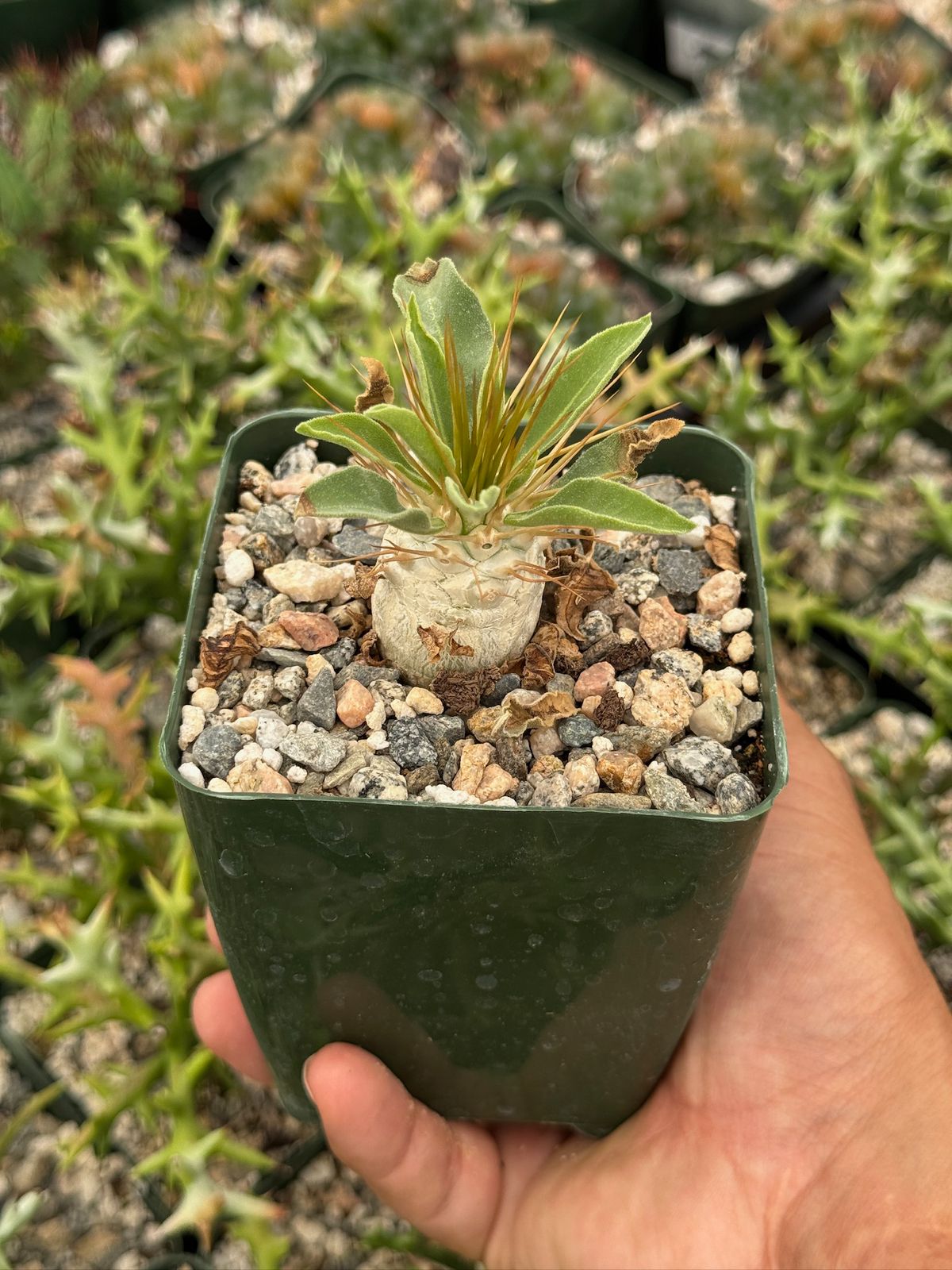 Pachypodium Namaquanum 4”