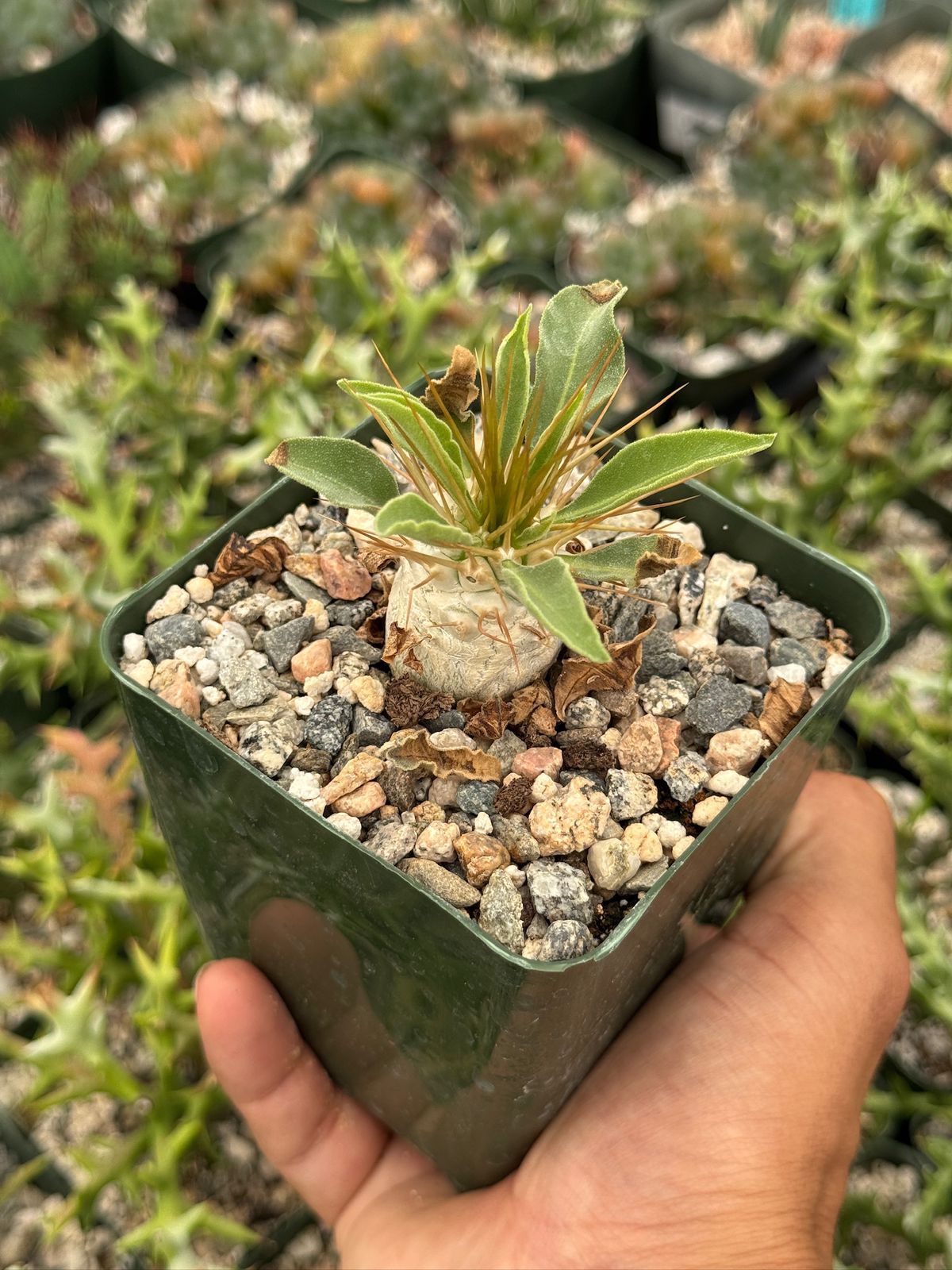 Pachypodium Namaquanum 4”