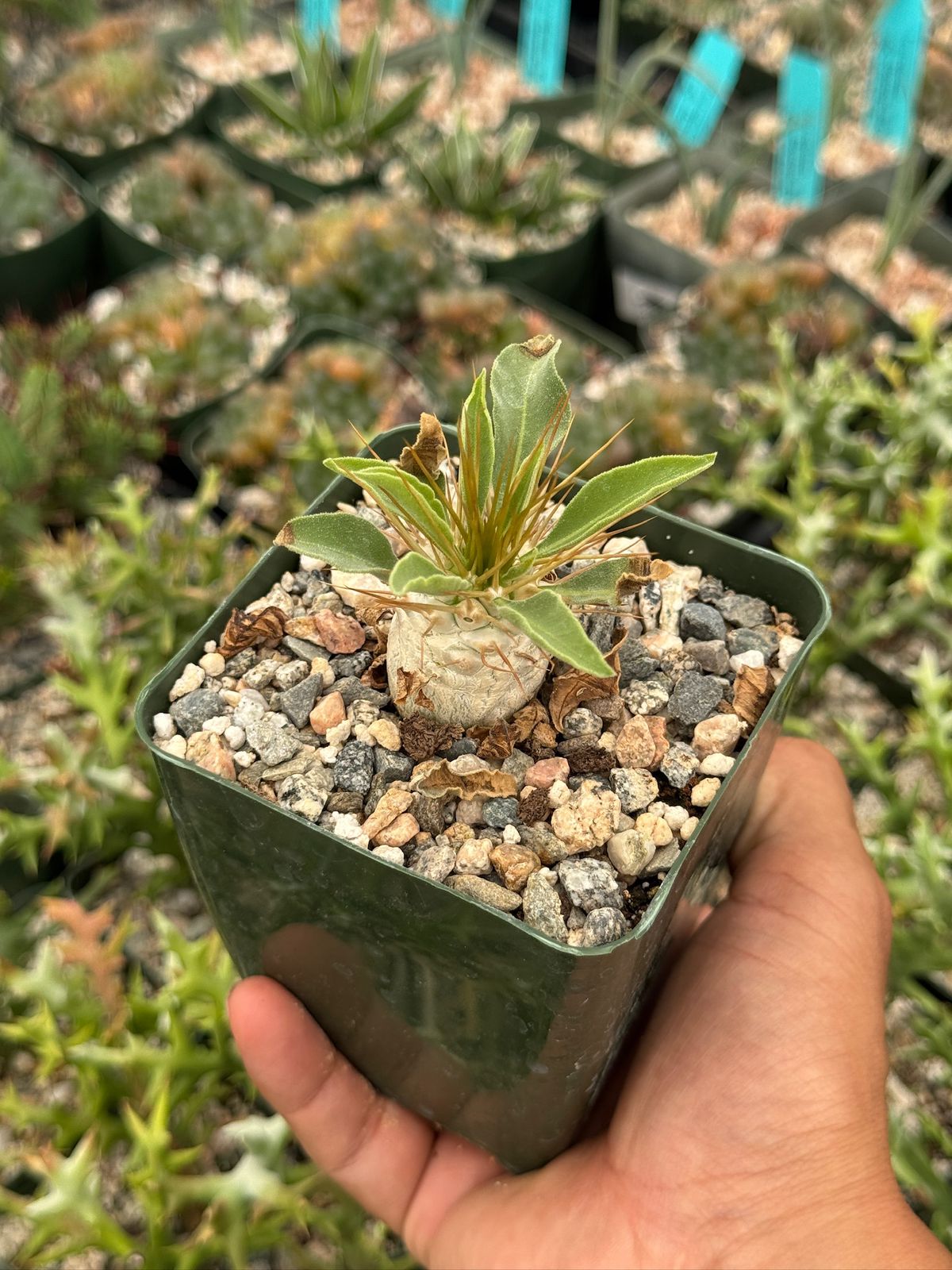 Pachypodium Namaquanum 4”