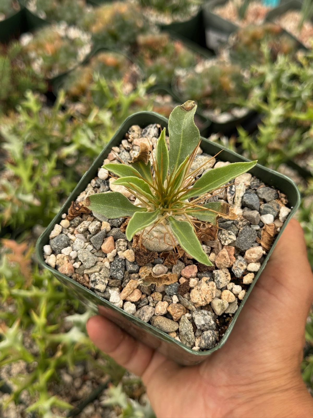 Pachypodium Namaquanum 4”