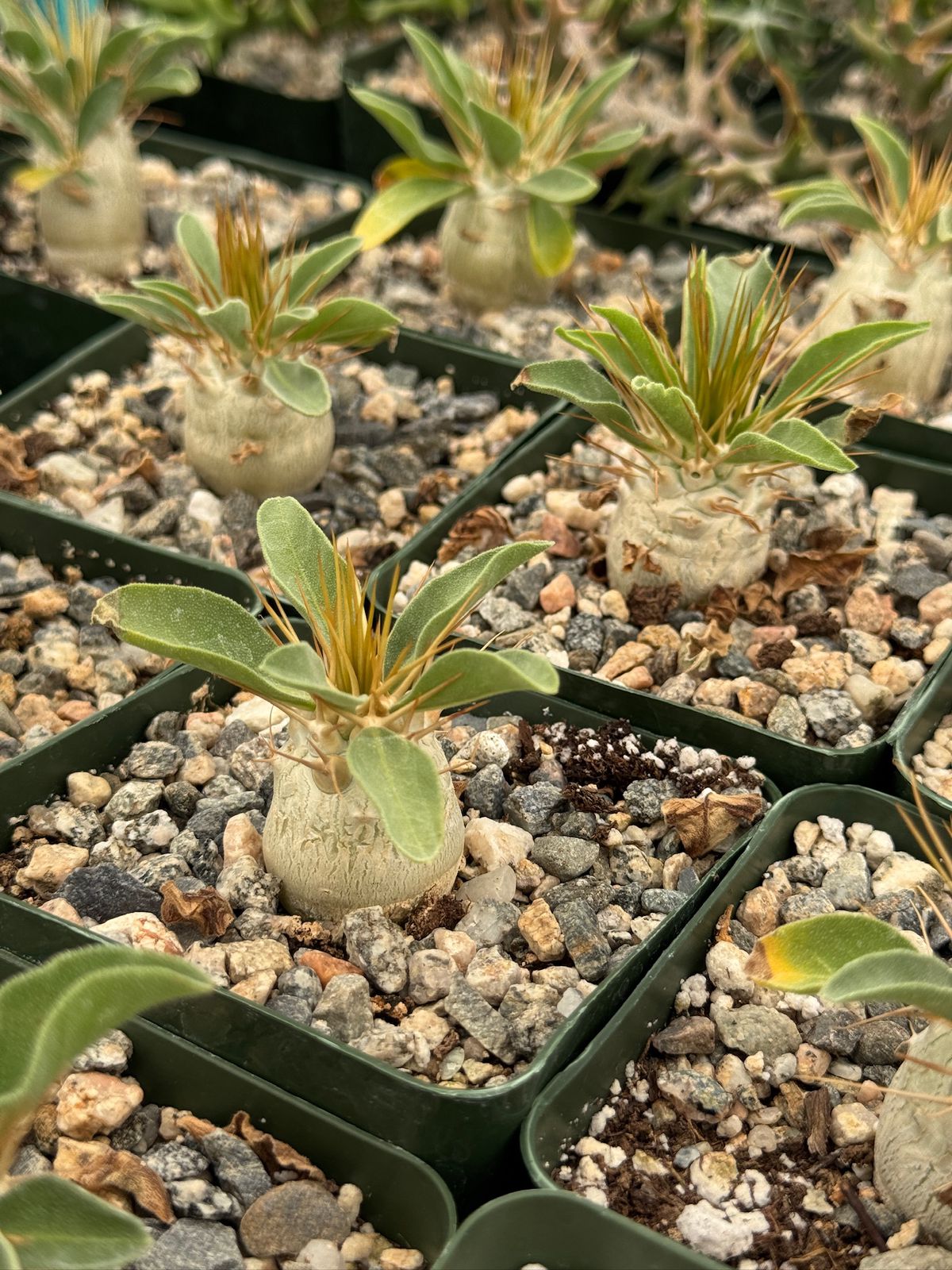 Pachypodium Namaquanum 4”