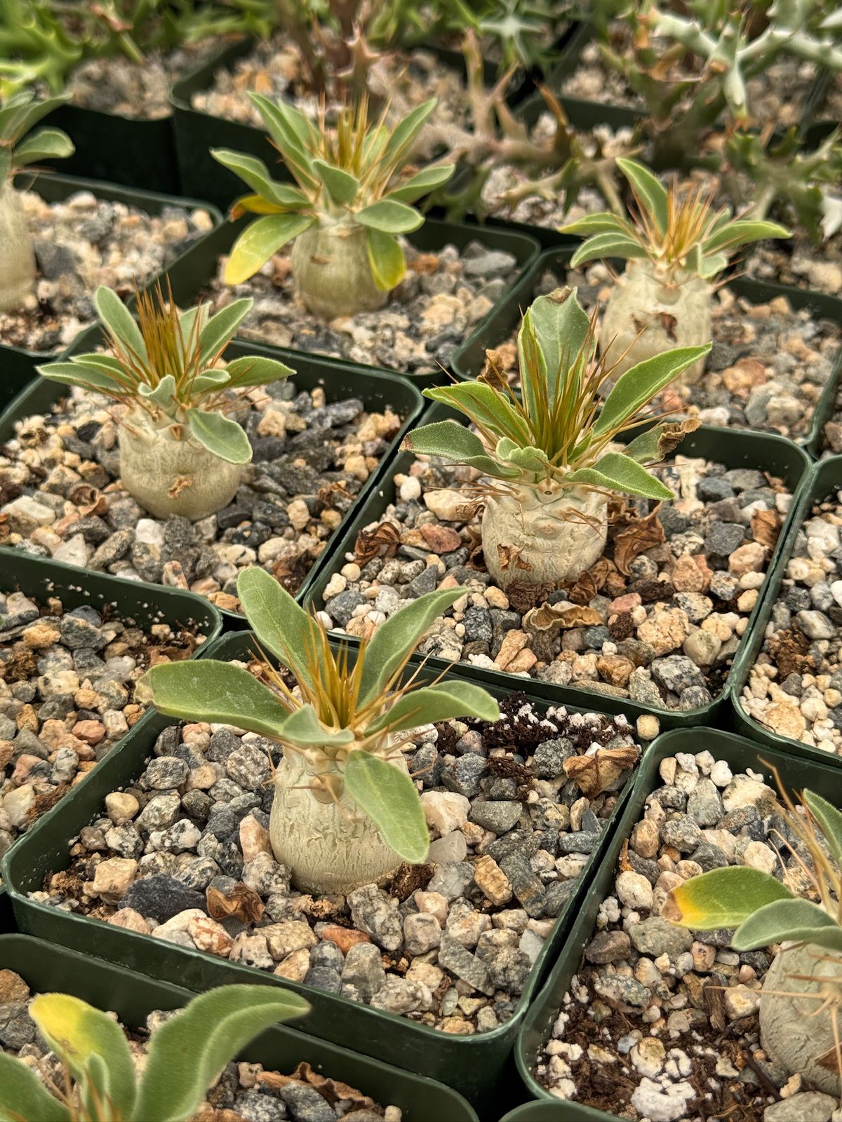 Pachypodium Namaquanum 4”