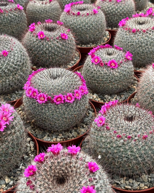 Mammillaria rhodantha var. Mccartenii 6"