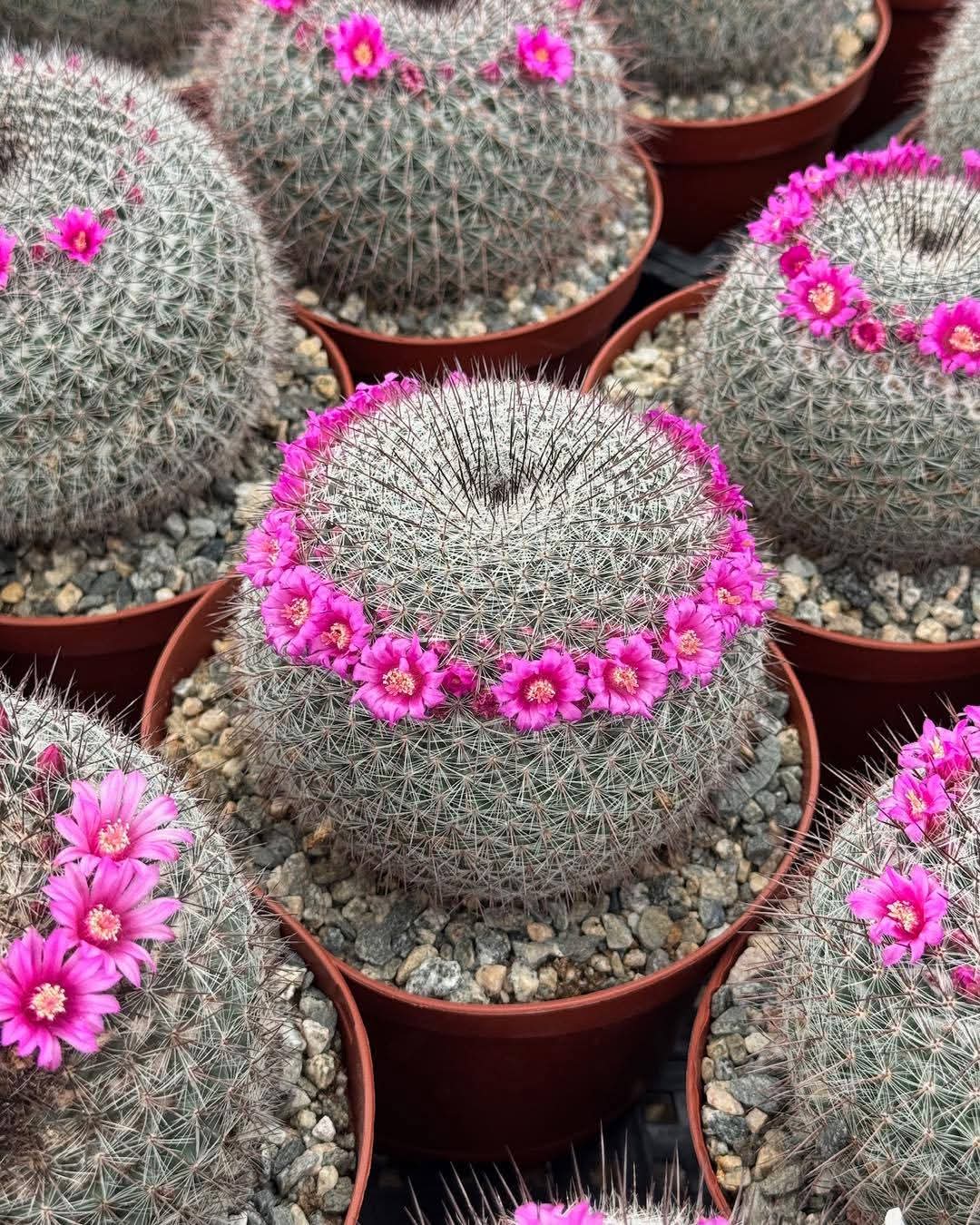Mammillaria rhodantha var. Mccartenii 6"