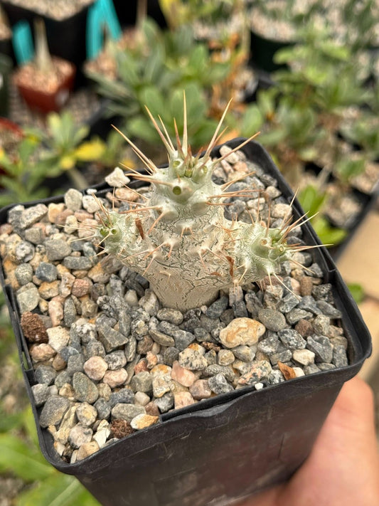 Pachypodium saundersii