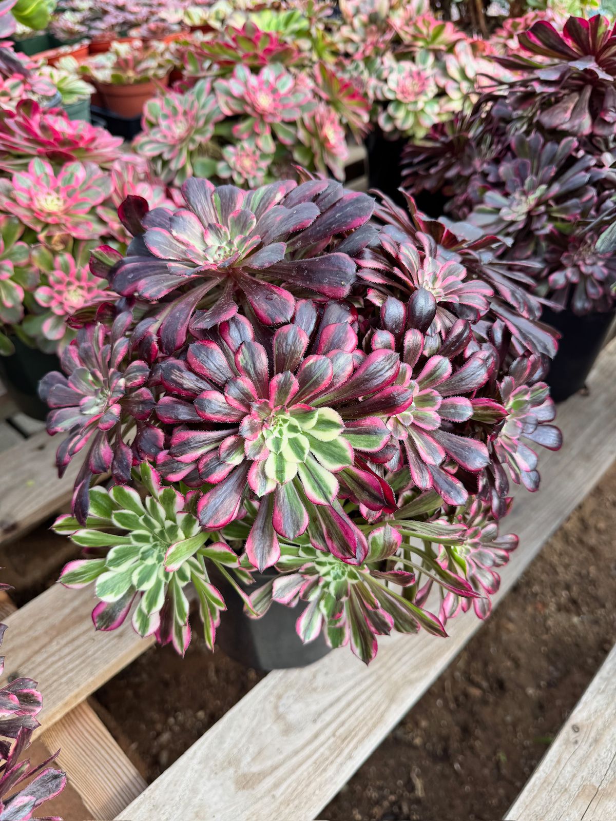 Aeonium royal flush cluster