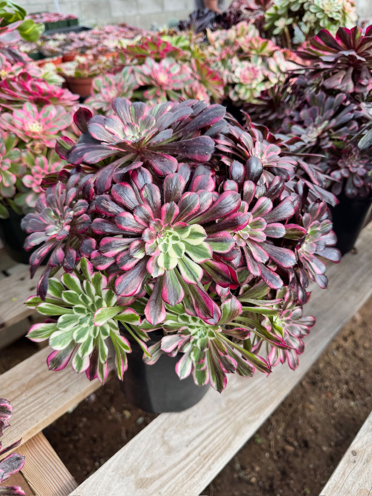 Aeonium royal flush cluster