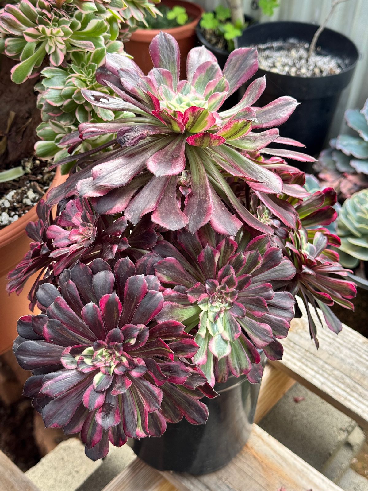 Aeonium royal flush cluster