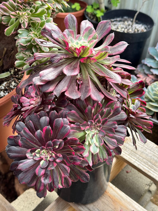 Aeonium royal flush cluster