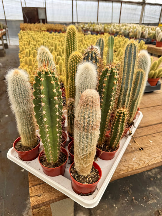 Charola de 18 columnares mix 3.5”