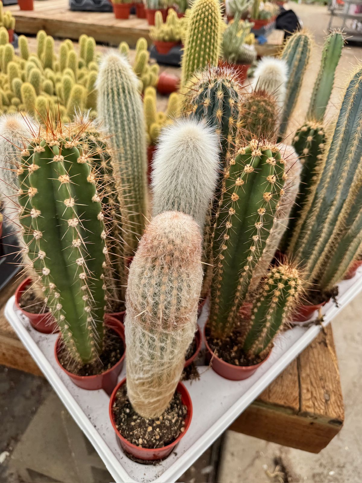 Charola de 18 columnares mix 3.5”