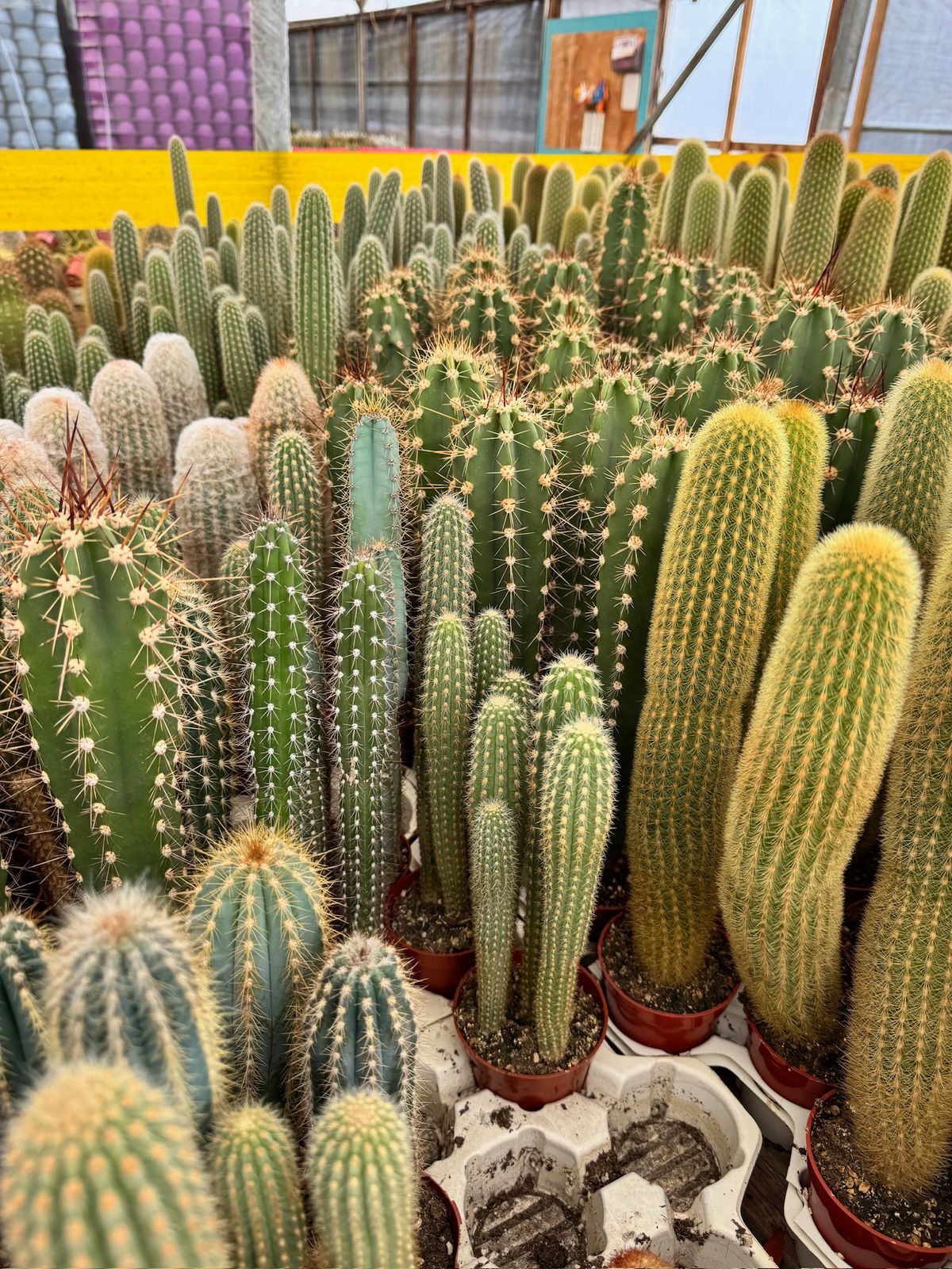 Charola de 18 columnares mix 3.5”