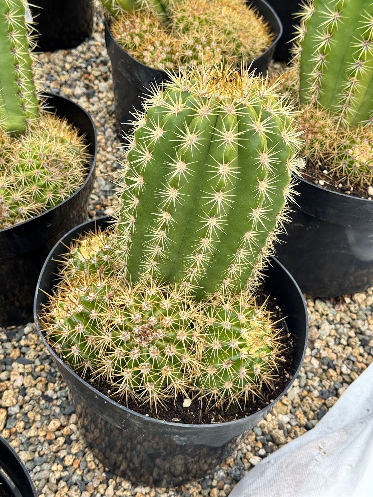 Trichocereus sun goddess