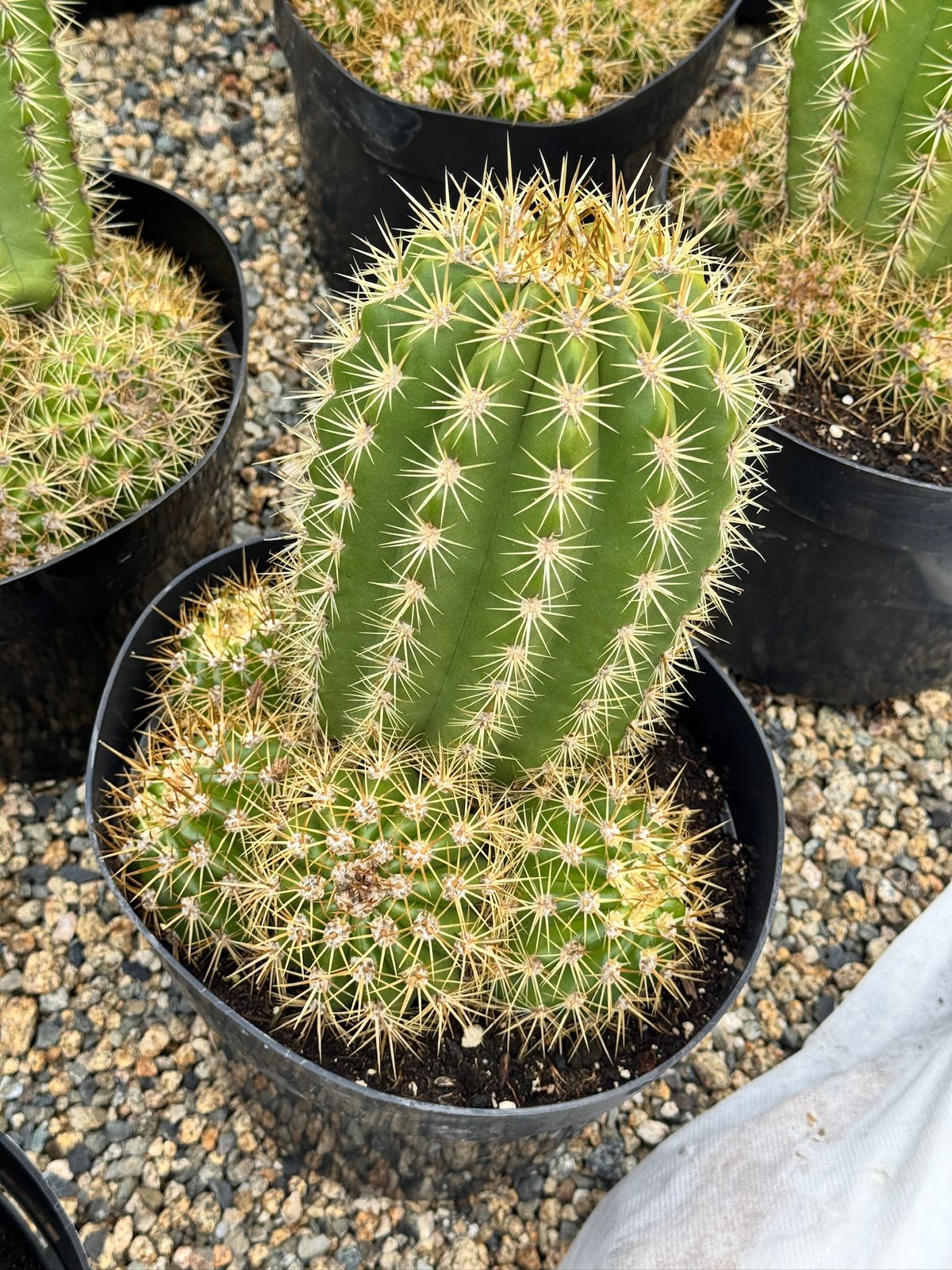 Trichocereus sun goddess