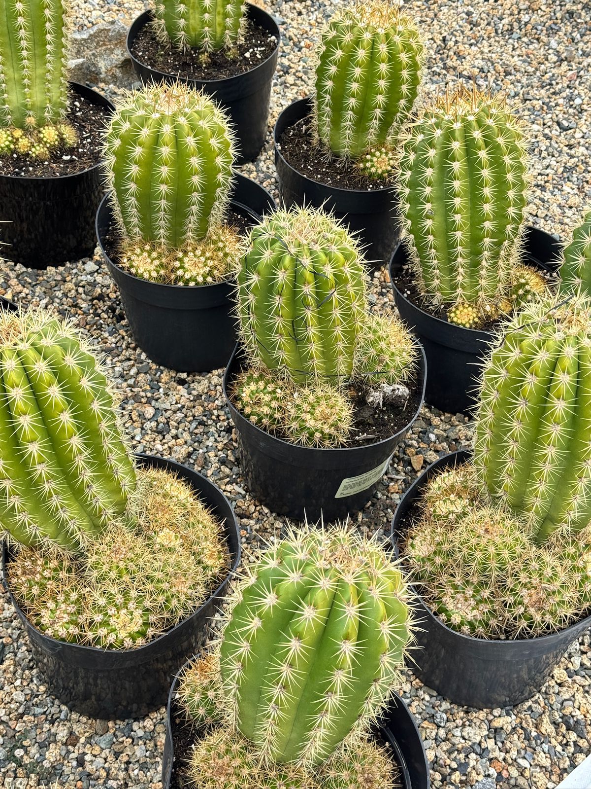 Trichocereus sun goddess