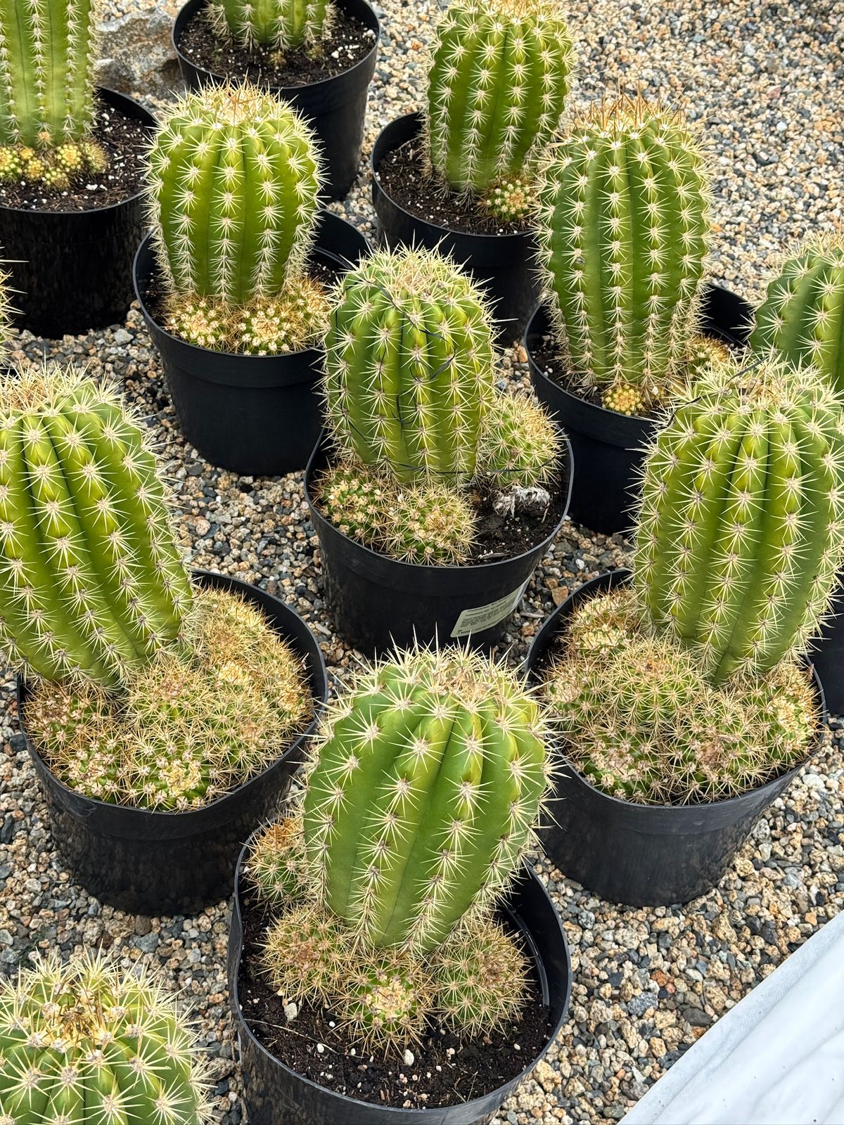 Trichocereus sun goddess