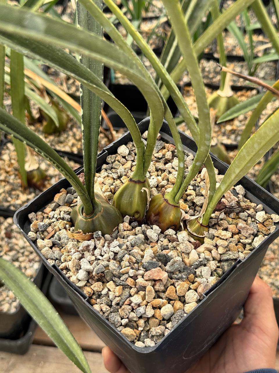 Oeceoclades calcarate