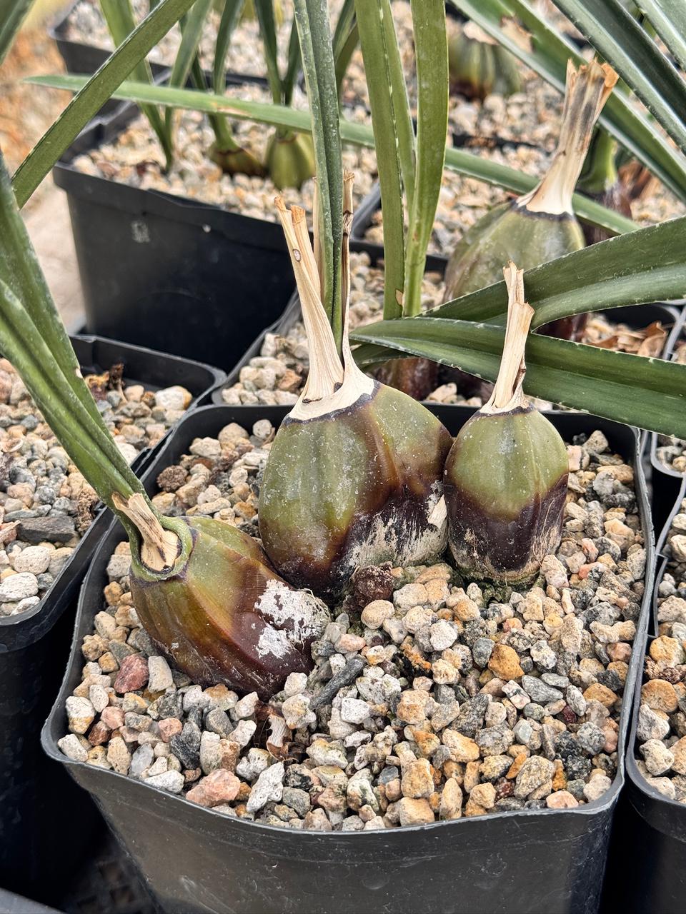 Oeceoclades calcarate