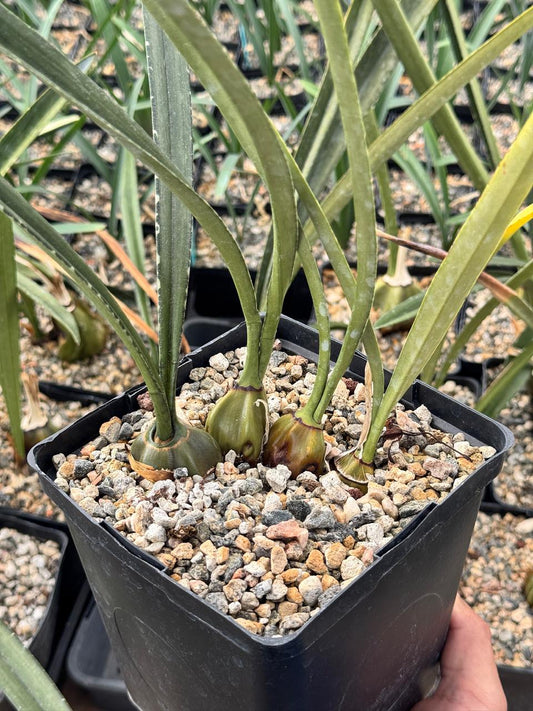 Oeceoclades calcarate