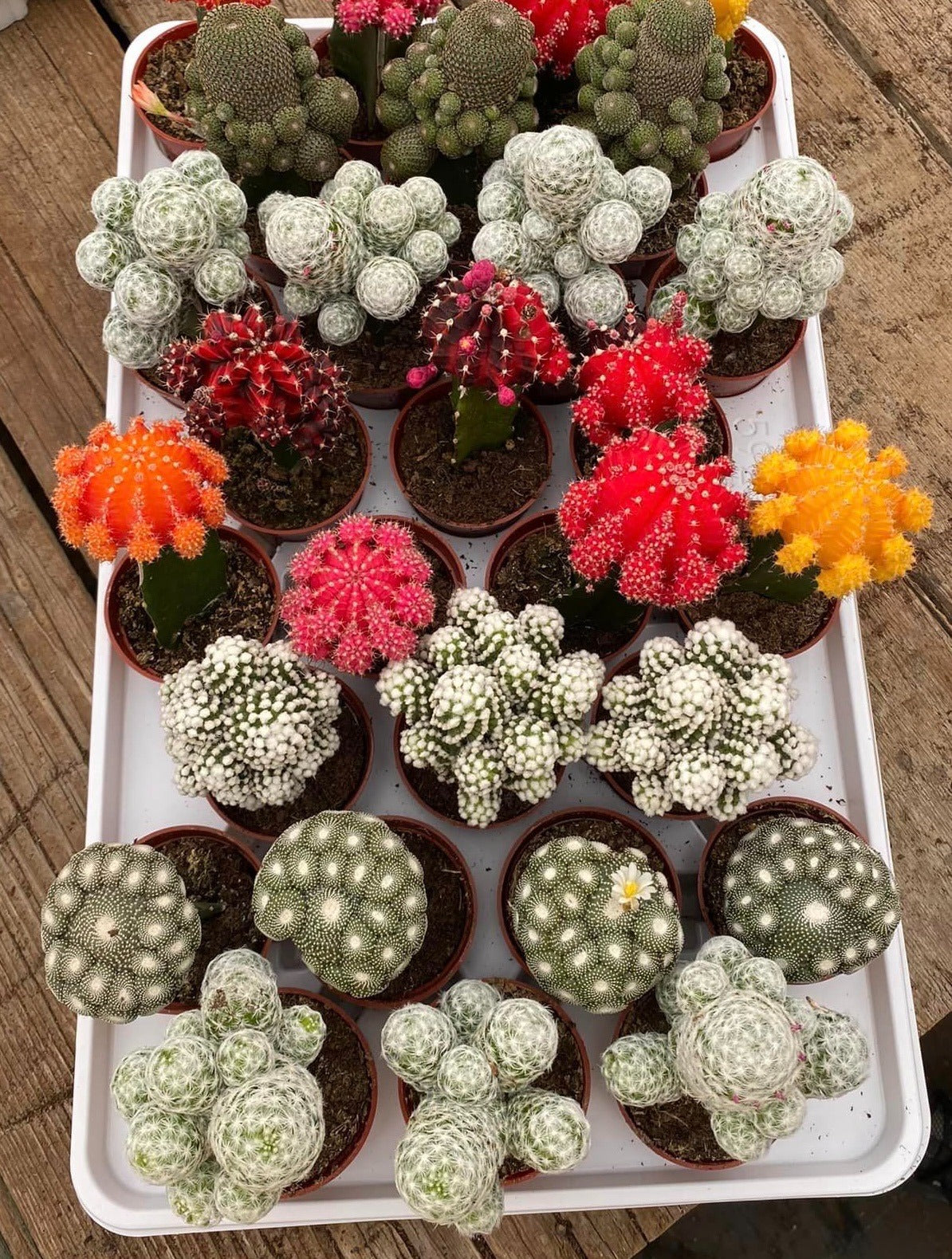 Charola injertos grandes mix