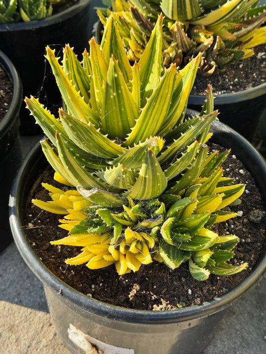 Aloe nobilis cluster variegado