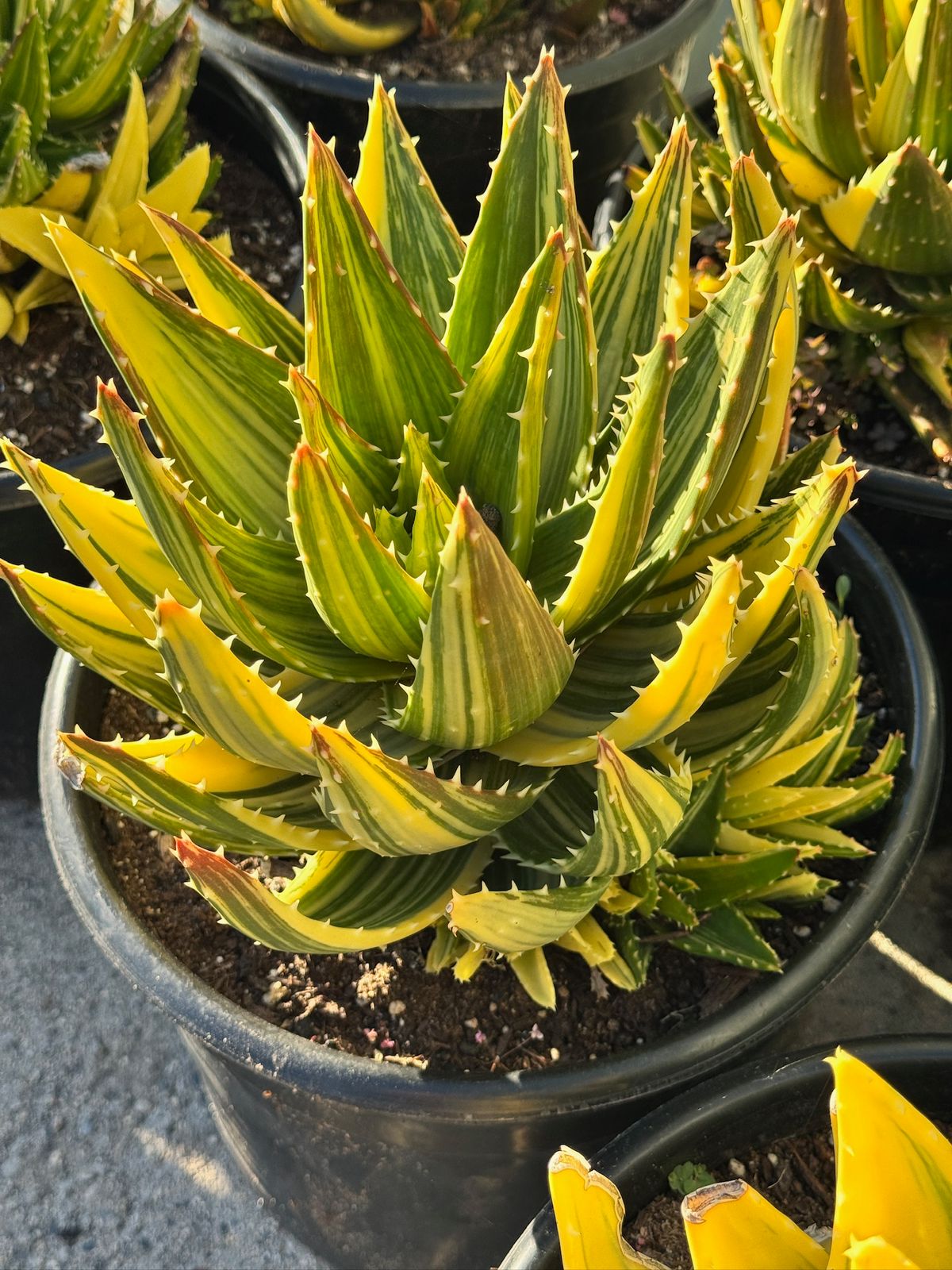 Aloe nobilis cluster variegado