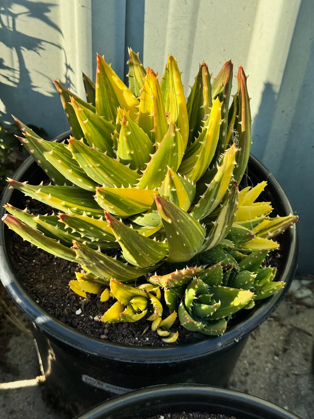 Aloe nobilis cluster variegado