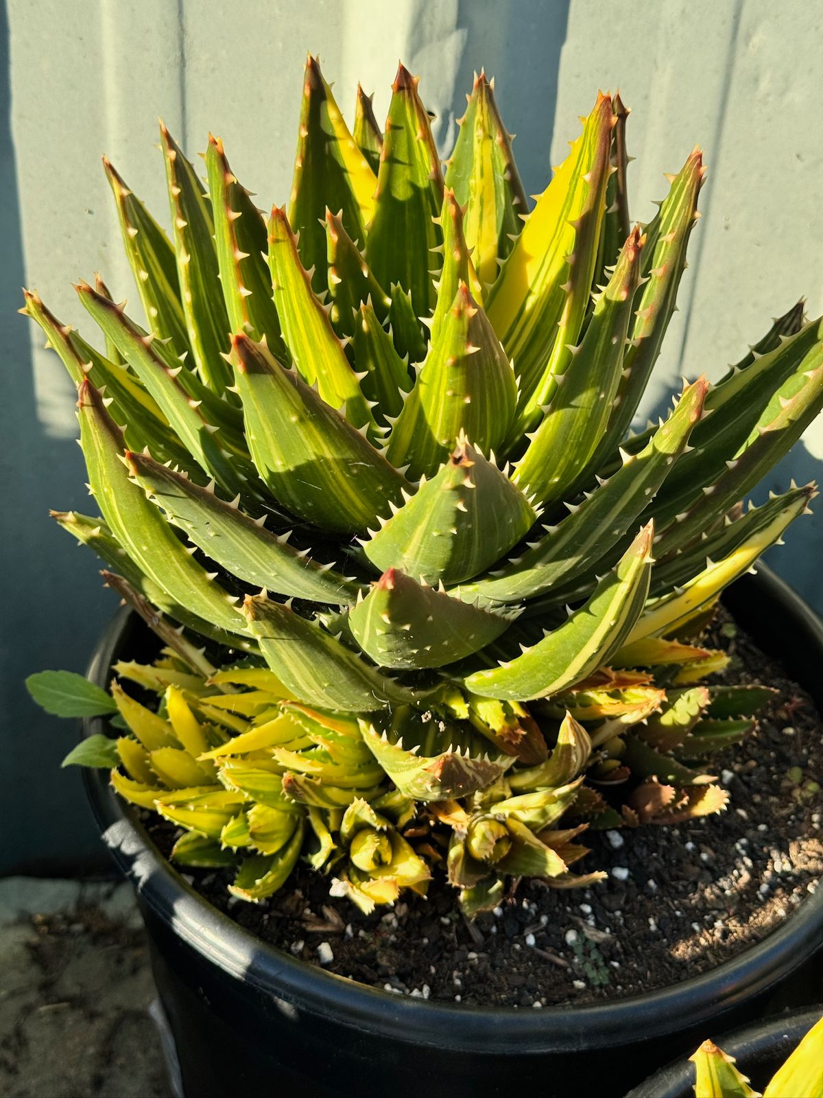 Aloe nobilis cluster variegado