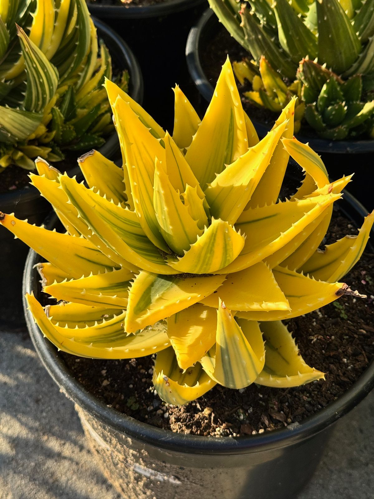Aloe nobilis cluster variegado