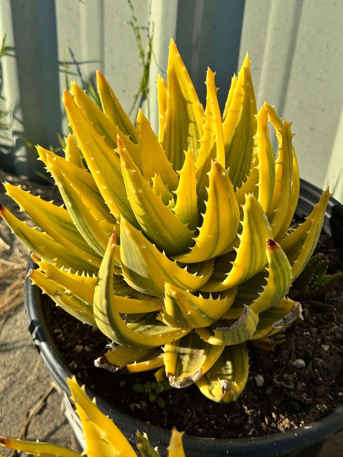 Aloe nobilis cluster variegado