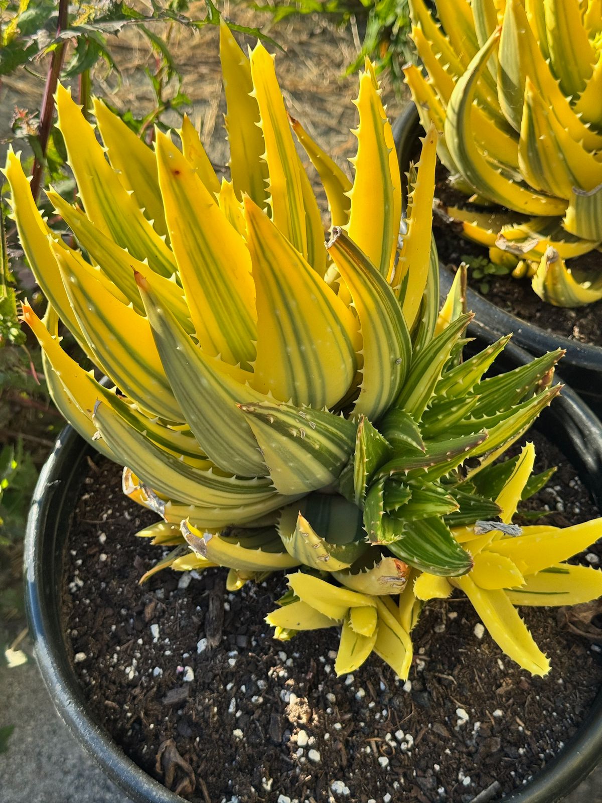 Aloe nobilis cluster variegado