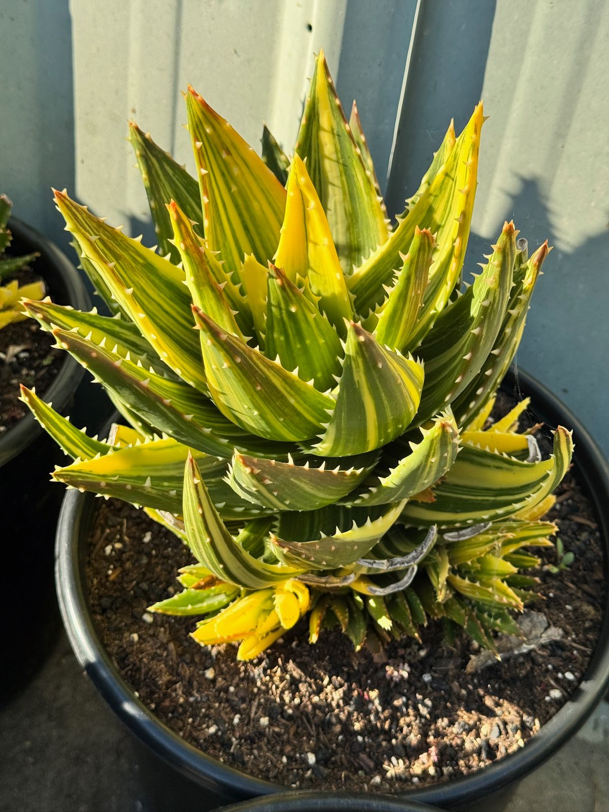 Aloe nobilis cluster variegado