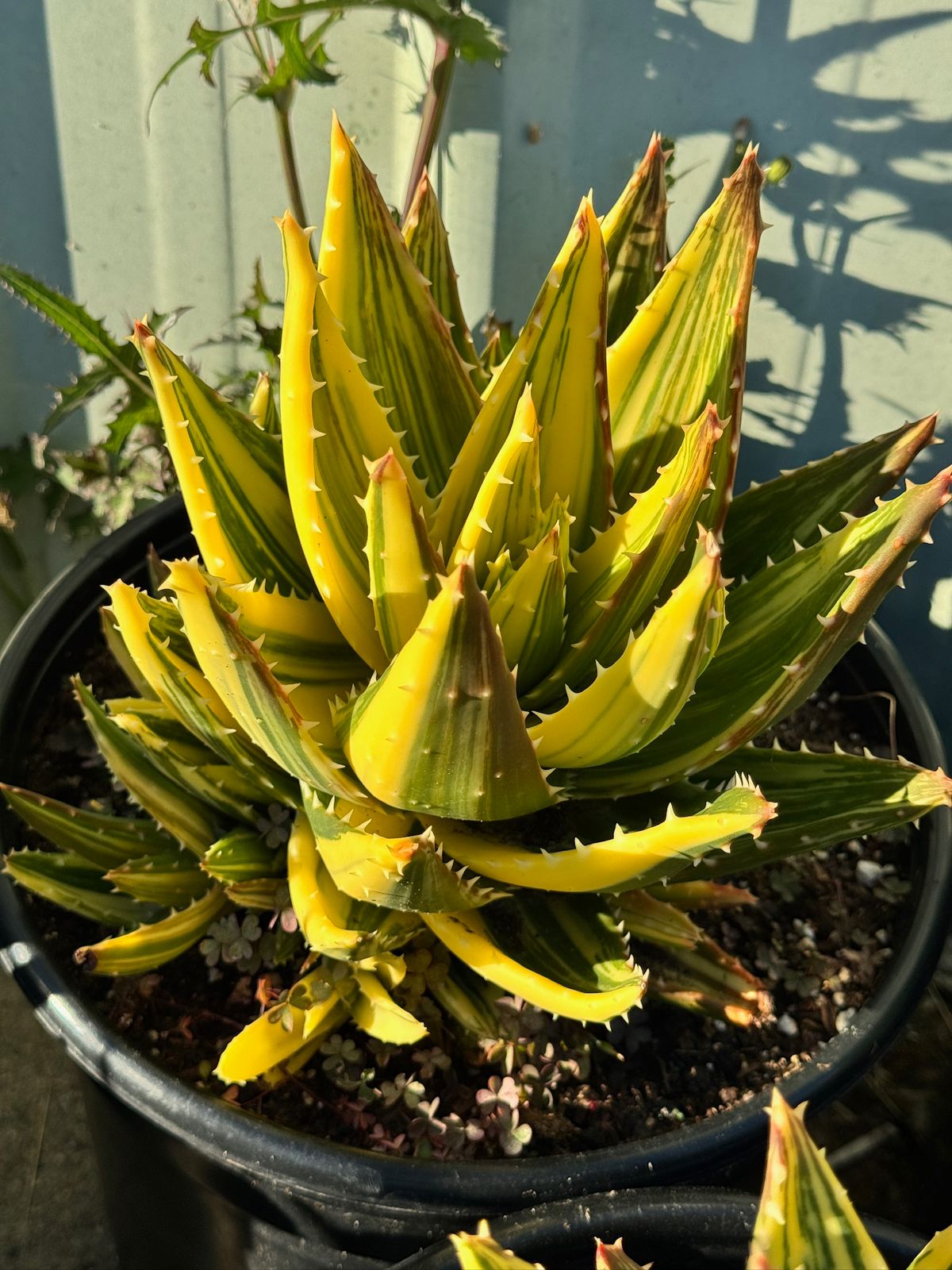 Aloe nobilis cluster variegado