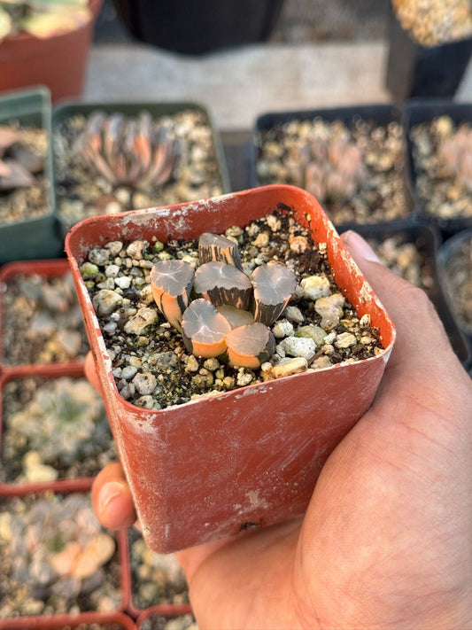 Haworthia Truncata x maughanii
