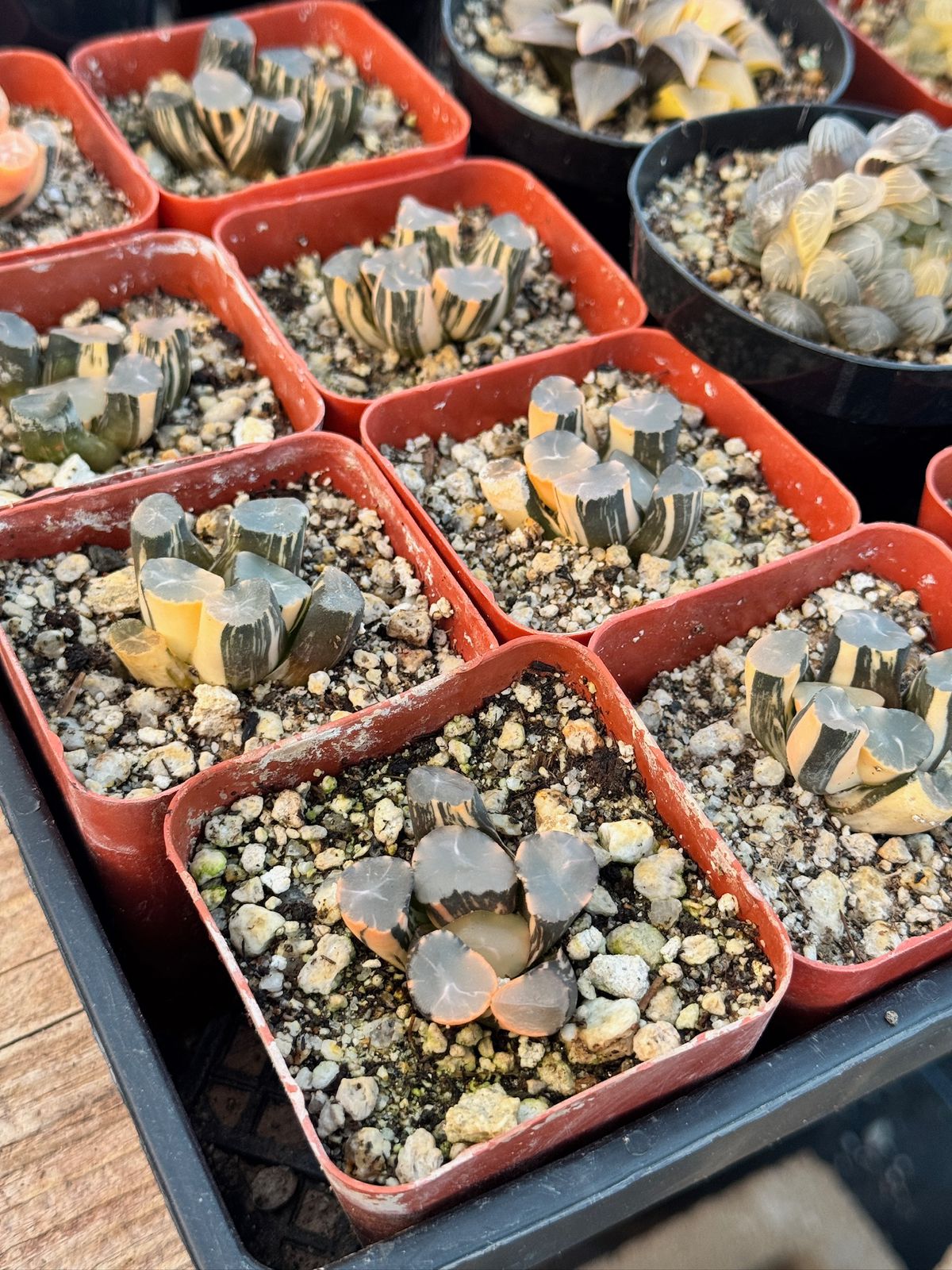 Haworthia Truncata x maughanii