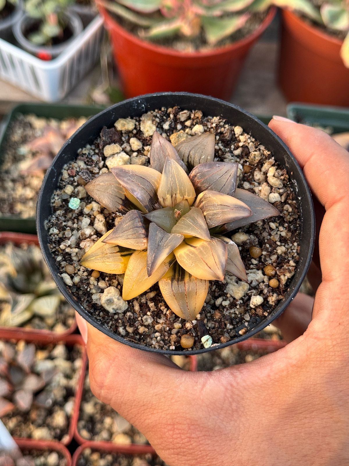 Haworthia atrofusca variegada
