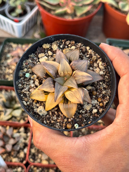 Haworthia atrofusca variegada