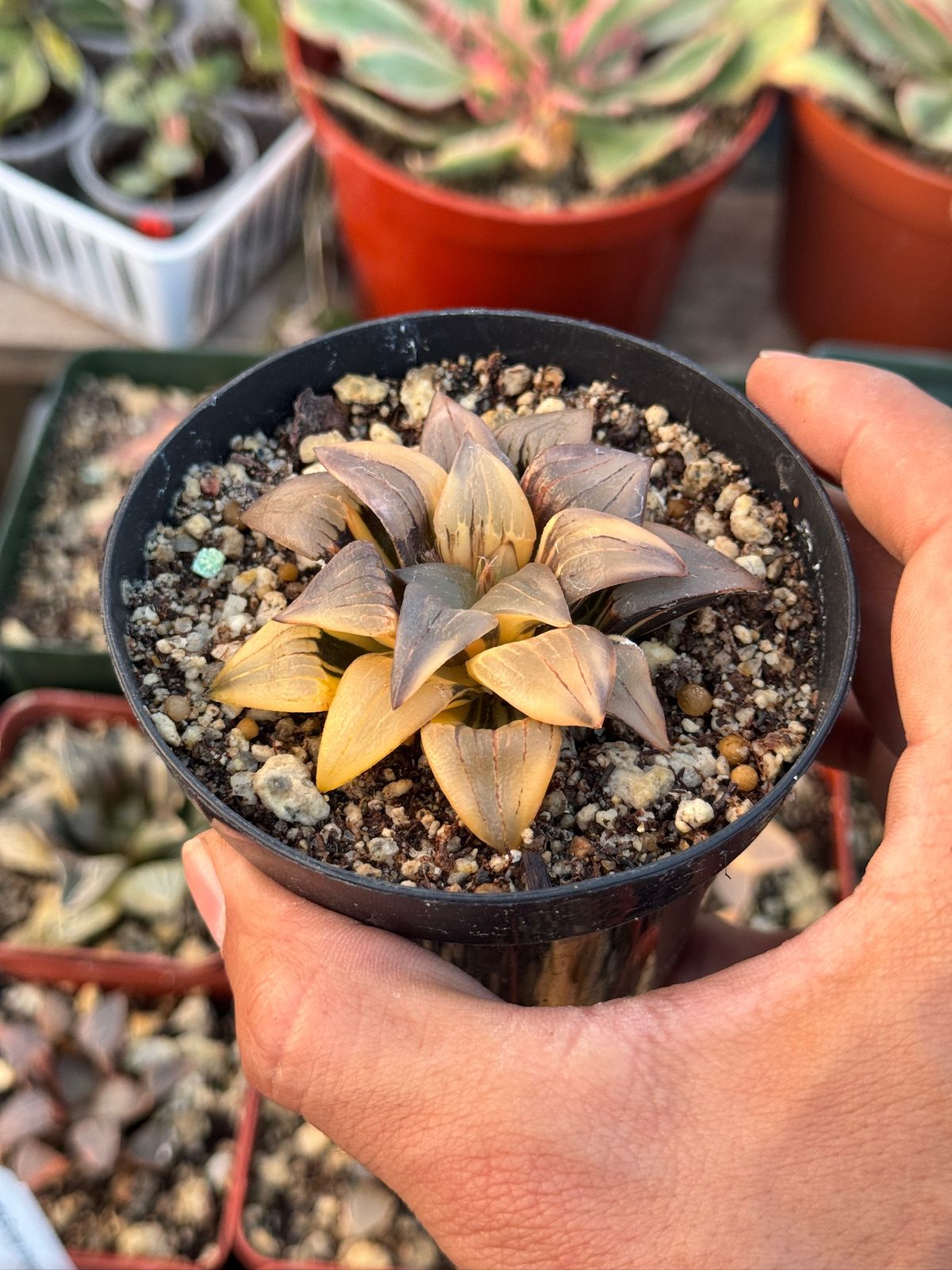 Haworthia atrofusca variegada