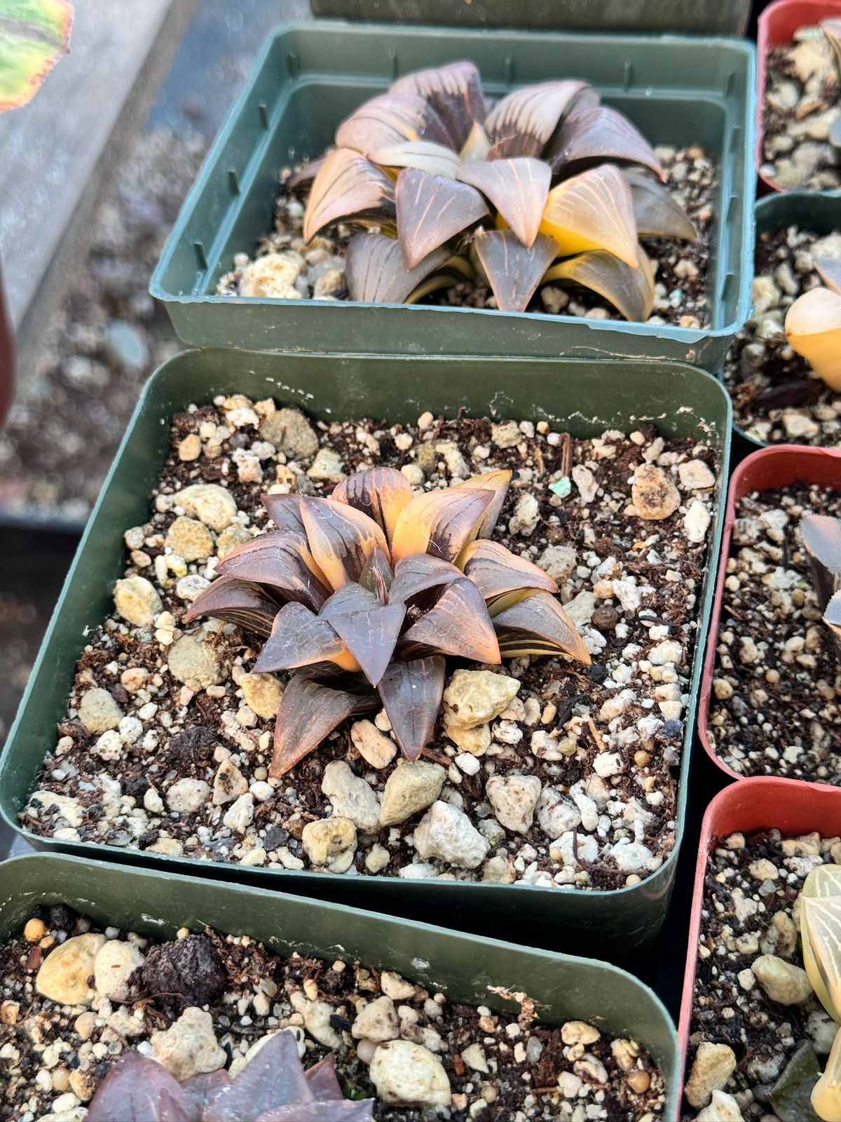 Haworthia atrofusca variegada